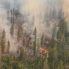 'We know what the solutions are': Is BC doing enough to manage its forests?
