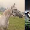 Meet Kaz, the guy who's rescuing horses from the wildfires
