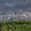 <span style="font-weight:bold;">UPDATE:</span> More Summerland residents return home as officials estimate 150 structures destroyed