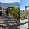 Wine column: This Okanagan winery has an 'Instagram Alley'