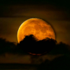 Harvest full moon will put on a show tonight, tomorrow night and Monday night