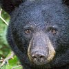 Black bear scratches man’s leg on popular BC trail
