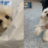 6-month-old puppy seized in Kelowna after reports of physical and psychological abuse