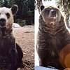 Grouse Mountain’s famous resident grizzly bear Grinder dies at 25