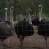 Robert F. Kennedy Jr. asks CFIA to reconsider ostrich cull at BC farm