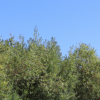 Sunny skies shatter temperature records across BC