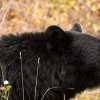 Mama bear put down after being hand-fed by Lower Mainland resident