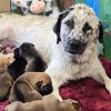 BC humane societies sound alarm on growing pet overpopulation crisis