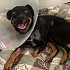 Dog loses tail, will have leg amputated after being struck by train in Kamloops