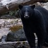 What to know as you head outdoors while bears enter their hyperphagia phase