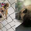 Police assist BC SPCA with seizure of 27 dogs, 1 cat from horrific living conditions