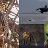 <span style="font-weight:bold;">PHOTOS:</span> BC SPCA announces winners of 2026 Wildlife-in-Focus Photography Contest