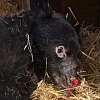 Wildlife society theorizes burned bear ‘hibernated in slash wood pile’ as its condition improves