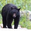 <span style="font-weight:bold;">UPDATE:</span> No evidence of cubs after black bear killed in Whistler, BCCOS says
