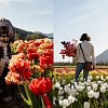 Flower fanatics have multiple BC tulip festivals to choose from this spring