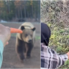 Video showing men feeding carrots and apples to grizzly bears in BC being investigated