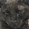 Burnt cat taken in by BC SPCA after being found in Okanagan wildfire zone