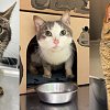 BC SPCA rescues 17 cats living in horrifying conditions
