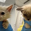 Horrific breeding conditions exposed by potential buyer of kitten in BC