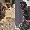 Okanagan Humane Society units with Scotiabank for critical fundraiser