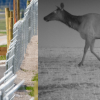 Beyond the fence: How science helps animals avoid motorists along a stretch of Hwy 3