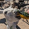 4 donors team up to match up to $80K in donations for Turtle Valley Donkey Refuge