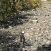 As parts of the Nicola River run dry, a father fears what his children will inherit