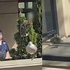 Canadian Wildlife Service investigating goslings being forced off 4th floor balcony in Kelowna