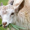 More jail time for BC man who killed his mother's goats