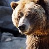 Guides who sued BC NDP government reach $3.7M settlement in grizzly hunt case