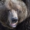 Grizzly still stirring controversy in BC community even after being shot dead