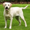 Labs top list of Canada’s most popular dog breeds for 32nd straight year