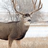 Duo fined after unlawful deer hunt in BC Interior