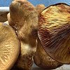 Potentially toxic mushrooms were sold at BC Interior farmers market