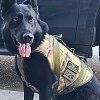 Kamloops police dog Neeka retiring at age 6 due to medical reasons