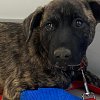 Okanagan Humane Society overwhelmed, facing numbers never seen in 30-year history