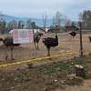 Supreme Court decision on BC ostrich farm cull coming next week