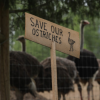 RCMP visits BC ostrich farm to prepare for potential arrests