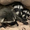 BC SPCA Wild ARC caring for 32 raccoons and most of them are orphans
