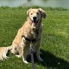 Golden Retriever Festival debuts in Golden, BC, this fall