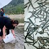 330,000 sockeye fry to be released in Okanagan and Columbia basins this spring