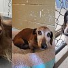 Miniature dachshunds in dire condition seized from ‘irresponsible’ BC Interior breeder