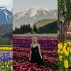 Canada’s largest tulip festival will bloom in BC starting April 10