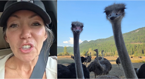 Owner of BC ostrich farm blames CFIA after bird dies 'probably in extreme pain'