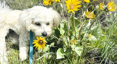 Well, hello there Okanagan sunflower
