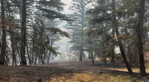 UPDATE: BCWS says fire east of Vernon is now under control