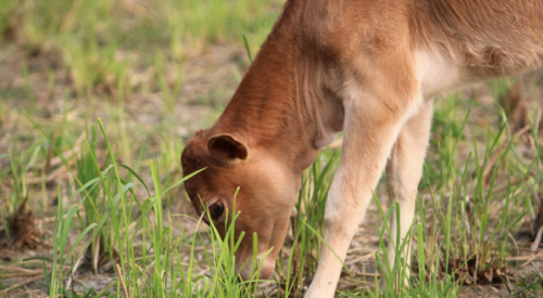 RCMP investigating reports of cattle poaching in the BC Interior
