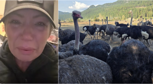 'The cull is complete': All ostriches at BC farm killed after Supreme Court ruling