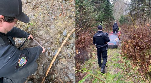 UPDATE: Another grizzly captured in Bella Coola, will be relocated away from community