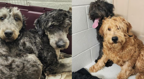 Dog breeder in the BC Interior convicted of animal cruelty charges